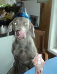 Nytro's 1st Birthday